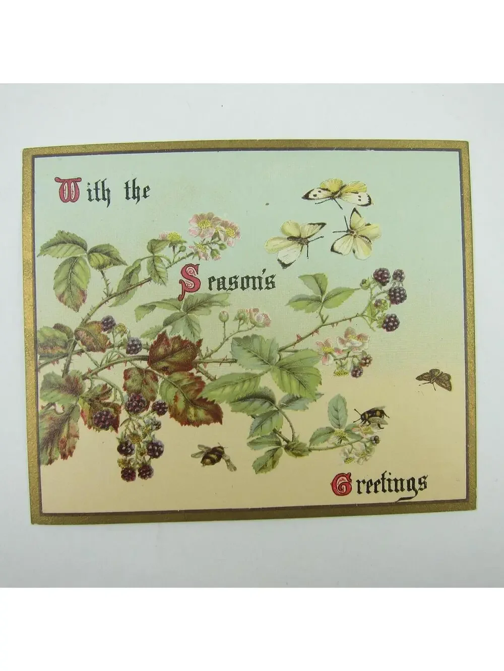Victorian Greeting Card Raphael Tuck Flowers Blackberries Butterfly Bee Antique